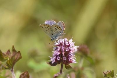 Plebejus argyrognomon