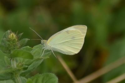 Pieris rapae
