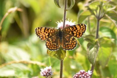 Melitaea phoebe