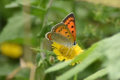 Lycaena dispar