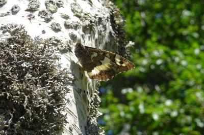Brintesia circe