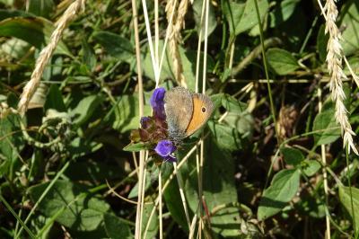 Coenonympha pamphilus