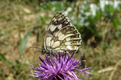 Melanargia galathea