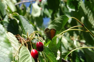 Coenonympha arcania
