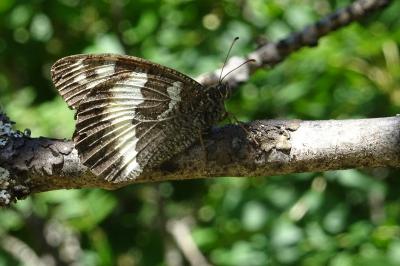 Brintesia circe