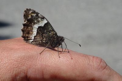 Hipparchia fagi
