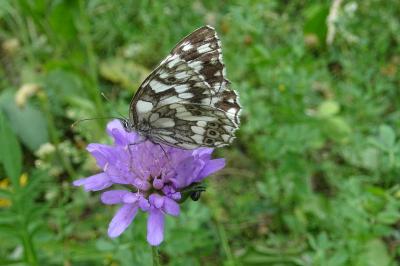 Melanargia galathea