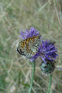 Melitaea didyma