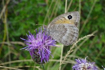 Satyrus ferula