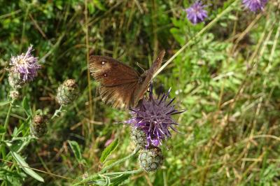 Satyrus ferula