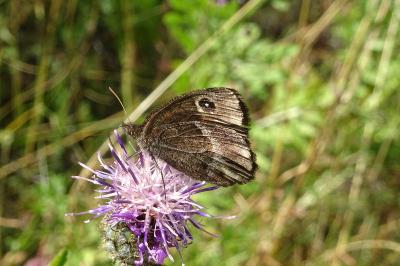 Satyrus ferula