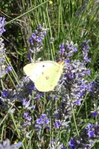 Colias crocea