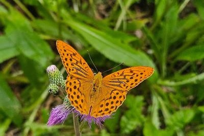 Argynnis paphia