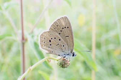 Phengaris teleius