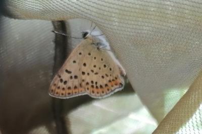 Lycaena tityrus