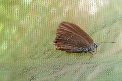 Satyrium ilicis