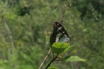 Limenitis reducta