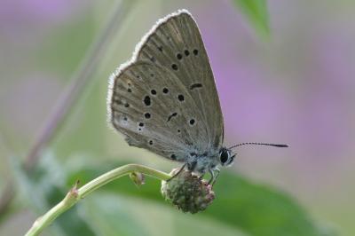 Phengaris teleius