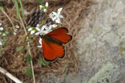 Lycaena virgaureae