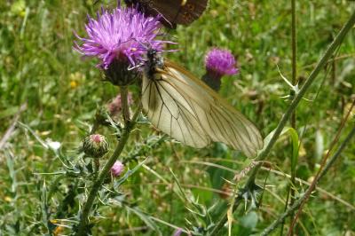 Aporia crataegi