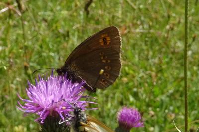Erebia alberganus