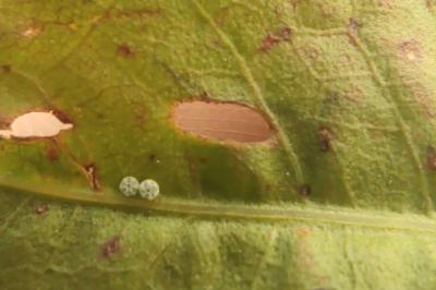 Lycaena dispar