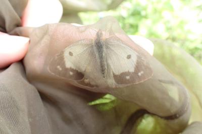 Colias crocea