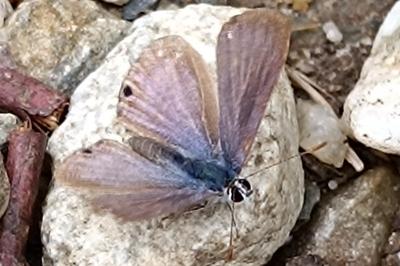 Lampides boeticus