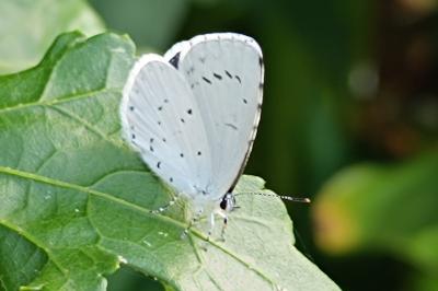 Celastrina argiolus