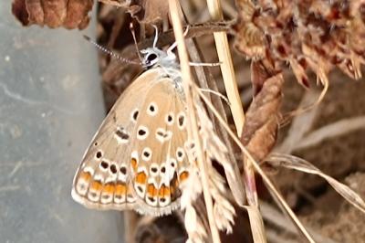 Polyommatus icarus