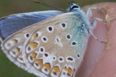 Polyommatus icarus
