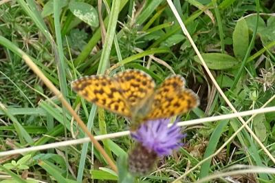 Boloria dia