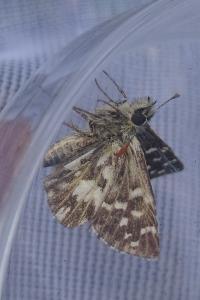Pyrgus malvoides