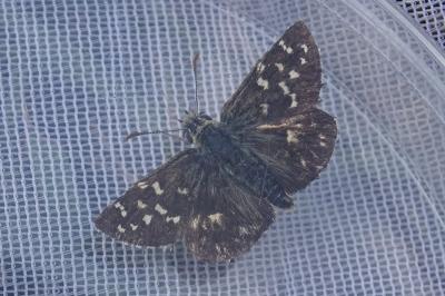 Pyrgus malvoides