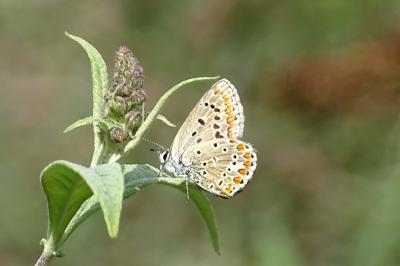 Polyommatus icarus