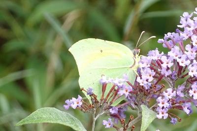 Gonepteryx cleopatra
