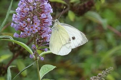 Pieris brassicae