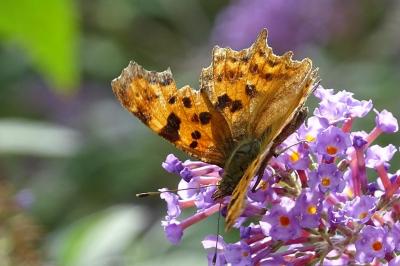 Polygonia c-album