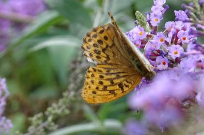 Argynnis paphia