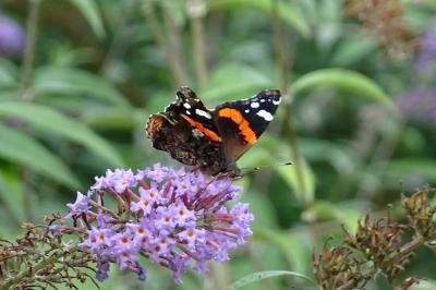 Vanessa atalanta
