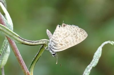 Leptotes pirithous