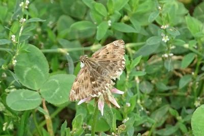Carcharodus alceae