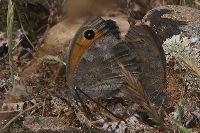 Hyponephele lupina