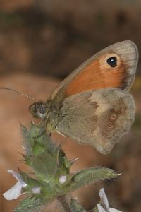 Coenonympha pamphilus