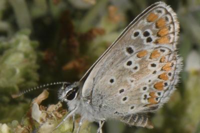 Aricia agestis