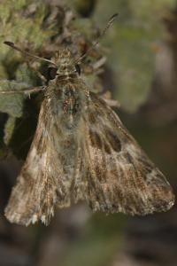 Muschampia baeticus