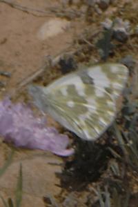 Pontia daplidice