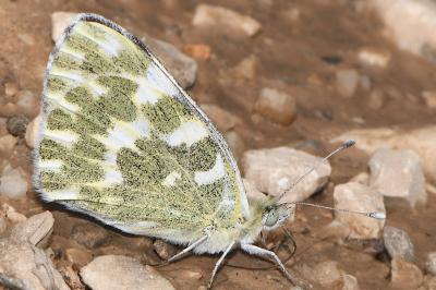 Pontia daplidice
