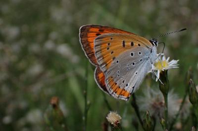Lycaena dispar