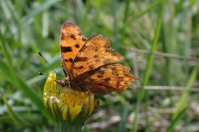 Polygonia c-album
